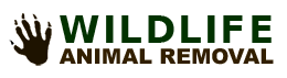 Wildlife Removal Northern IL